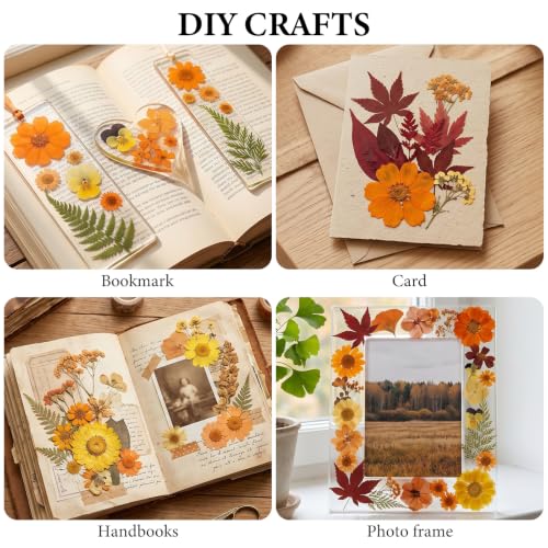 Image of NESCCI 350 Pcs Orange Fall Dried Flowers for Crafts,Real Nature Dried Flowers for Craft Bulk Dry Flowers Leaves Kit Used for Resin Molds Scrapbooking DIY Art Crafts Candle Soap Making Nails Decor