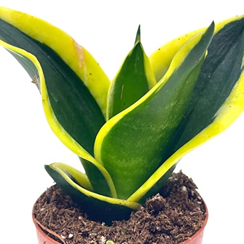 Black Gold Snakeplant, Green And Yellow Snake Plant, Variegated Sansevieria Trifasciata #TOP4
