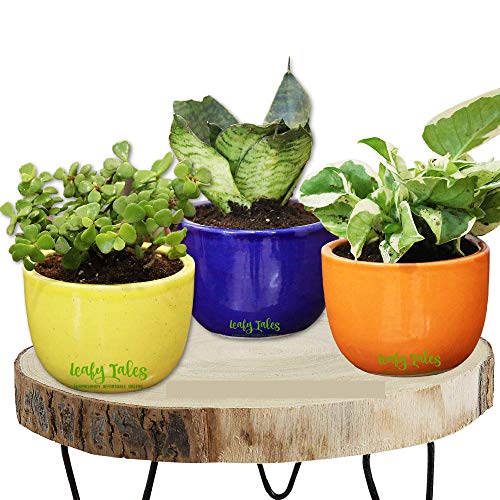 Leafy Tales Urn Ceramic Pot, Multicolour, 3 Inch, 3 Pots, Urn Set...