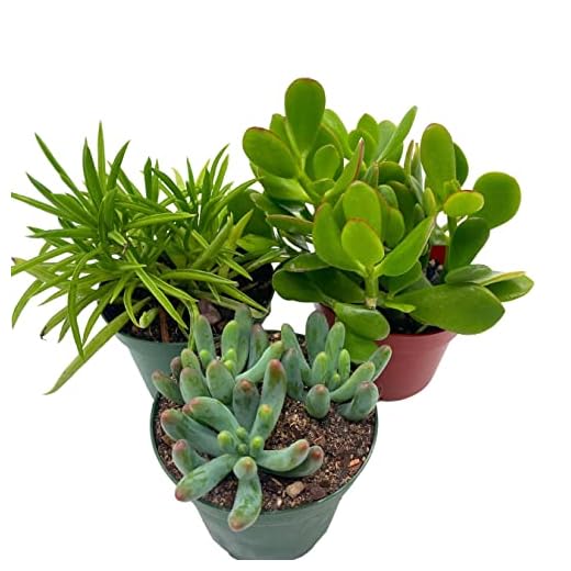 BubbleBlooms Assorted Succulent Gift Set