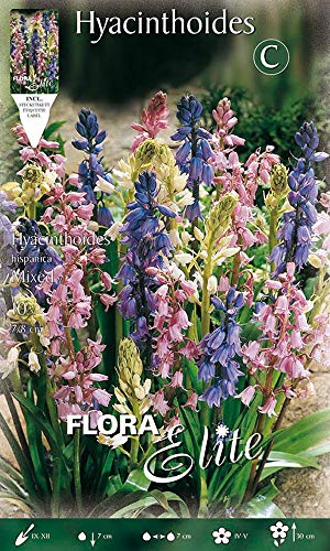 BULBI AUTUNNALI GIACINTO HYACINTHOIDES HISPANICA MIX CONFEZIONE 10 BULBI BULBS