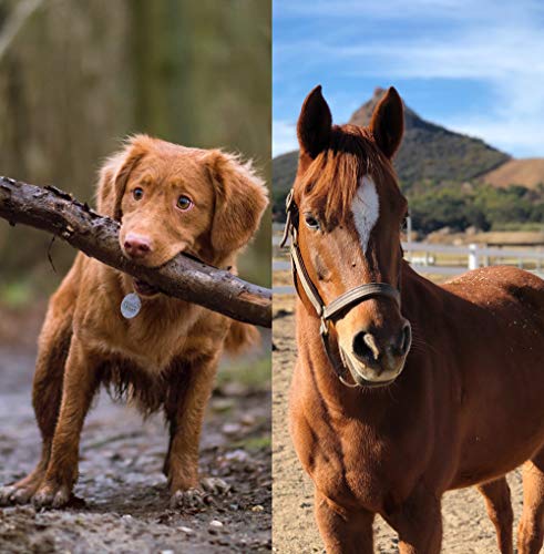 Rawganic Salviette Animali Domestici Large