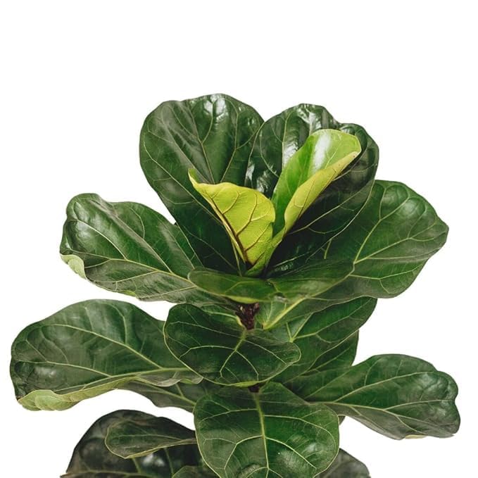 Image of Live Fiddle Leaf Fig Plant (Ficus lyrata) - Premium Indoor Ornamental Plant | Air-Purifying, Easy-Care & Lush Green Foliage With Black 3 Inch Premium Pot