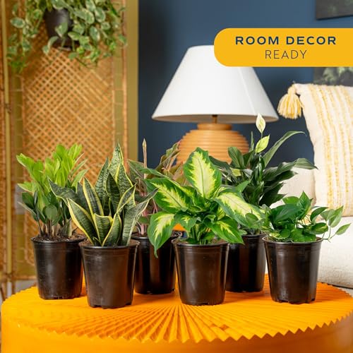Image of Costa Farms Live Indoor Plant Variety Pack in Plastic Pots, Easy to Maintain, Air Purifying Houseplants, Home, Room, or Office Decor, House Warming or Birthday Gift, 12-24 Inches Tall, Pack of 6