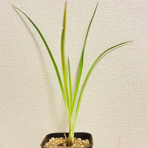 観葉植物 ユッカリギダ」の人気商品一覧 | 安い商品を通販サイトから