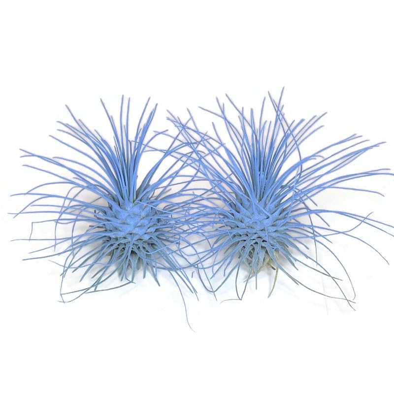 Image of Thin Air Plant, Guatemala Tillandsia Live Airplant, Healthy Arrival Guaranteed, Great Indoor Plant, Home Decor & Gift (2 Light Blue)
