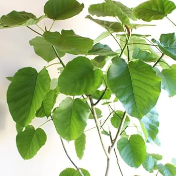 【幹太め♥】フィカス ウンベラータ ゴムの木 Amazon｜フィカス ウンベラータ ゴムの木 10号 大鉢 観葉植物