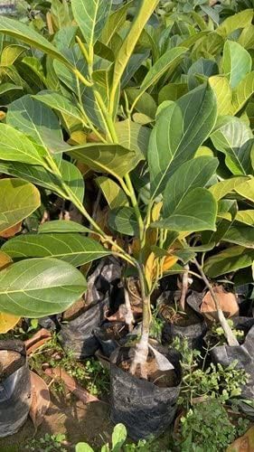 Image of Rare Dwarf Red Jackfruit Grafted Live Plant with Pot | Healthy Kathal Fruit Tree for Home Garden | Fast Growing Outdoor Fruit Plant | Pack of 1