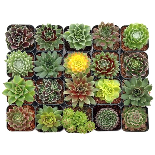 Mountain Crest Gardens Sempervivum Succulent Variety Pack - 20 Hardy