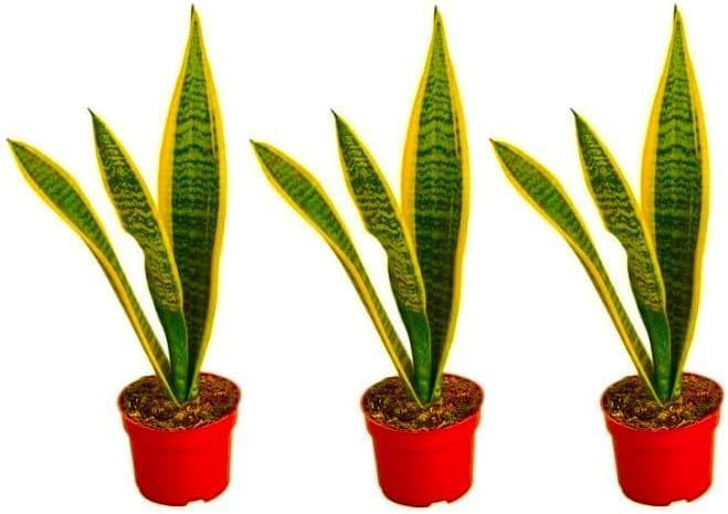 Live Snake Plant, Sansevieria Superba (3 Pack) in 3-inch Pot, NO Shipping to CA