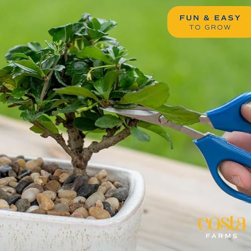 Image of Costa Farms Bonsai Tree Kit, DIY Live Bonsai Tree Includes Tools, Potting Soil Mix, Plant Pot, Indoor Gardening, Birthday Gift, 10-Inches Tall