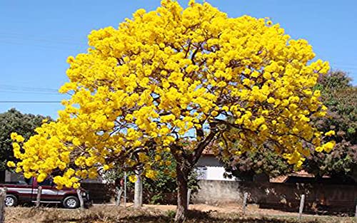 Tabebuia Argentea Caribbean Trumpet Tree Silver Trumpet Tree Yellow Tabebuia Tabebuia caraiba Bignonia aurea Tecoma aurea Healthy Live Plant