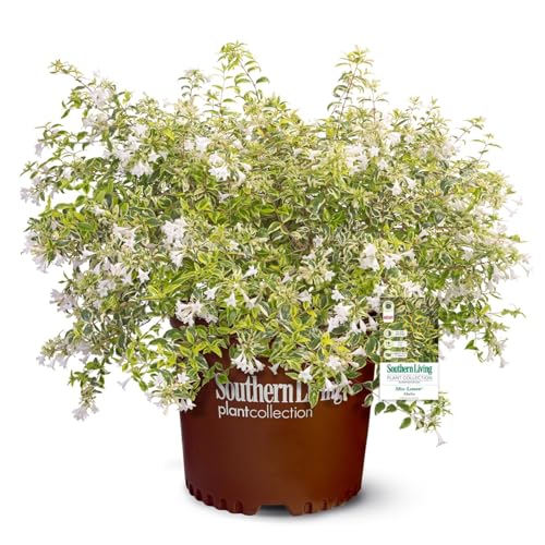 Miss Lemon Abelia (1.5 Gallon) Flowering Evergreen with Vari...