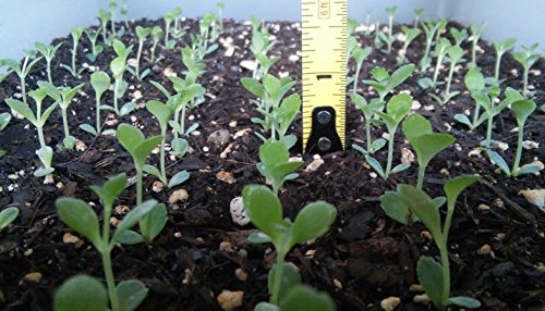 1 Seedling with Roots of Mexican Hat Plant, Kalanchoe