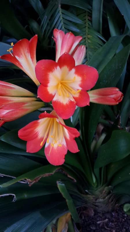 Siddhi Vinayak Gallary® Clivia flower plants bulbs for Your Garden | red Clivia seeds Flowering Plants bulb | Summer Flowering bulbs for Planters pack of 2 bulb