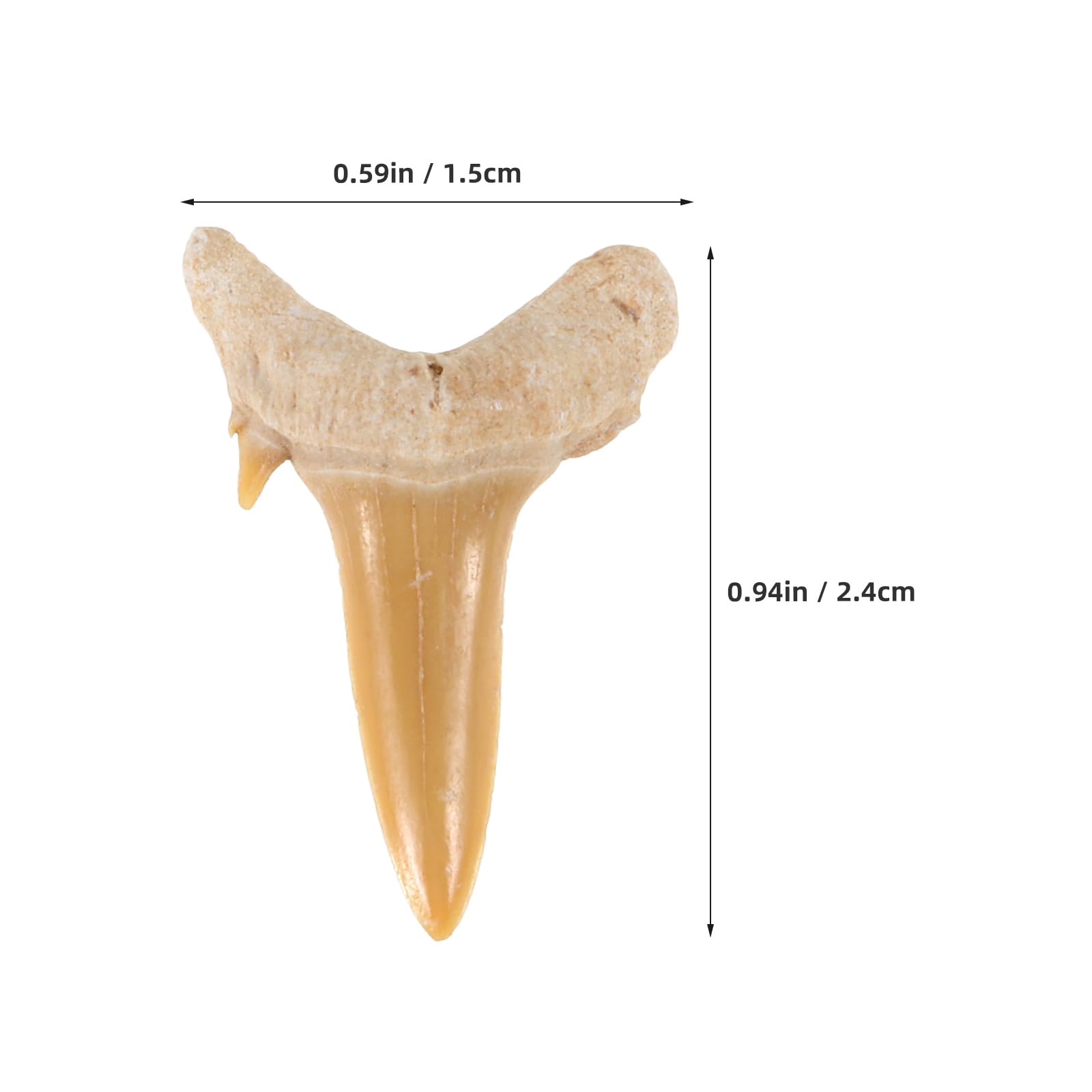 LUOZZY Natural Shark Teeth Fossil Decor Ocean Animal Tooth Specimen Ornaments Shark Teeth Specimen Pendant for DIY Crafts Jewelry Making Accessories