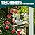 Clear Window Bird Feeder for Outside,Window Bird Feeder with Strong Suction Cups,Clear Window feeders for Viewing, Removable Tray and Large Seed Capacity,Easy-to-Clean
