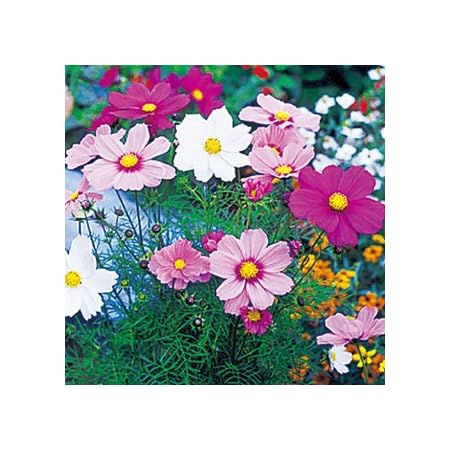 Amazon コスモス 秋桜 種 ソナタ プレミアムミックス 小袋 コスモス 秋桜 の種 花
