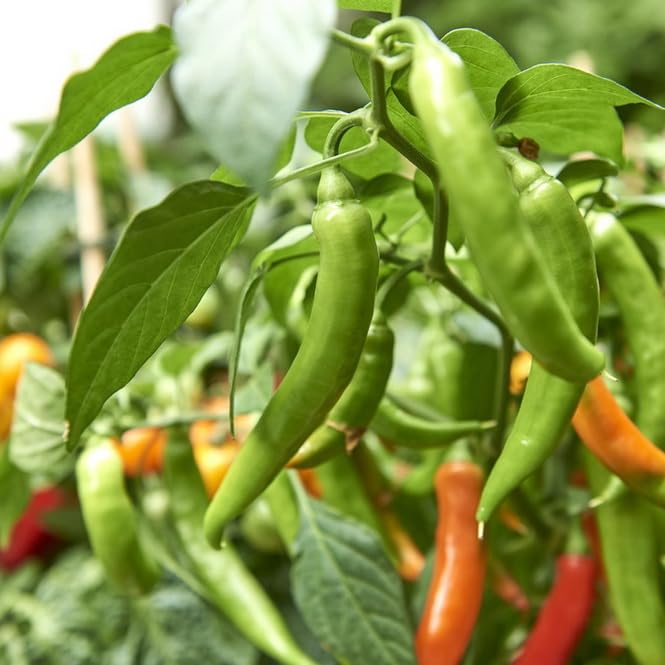 Chili-Pflanze - mild - Peperoni - Pfefferstrauch fr Balkon und Garten -  14cm Topf - Gemse-To-Go : Amazon.de: Garten
