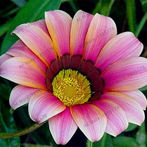 Graines de fleurs rares Gazania Rigens Graines Maison Balcon Jardin Bonsaï Ornemental Splendens Chrysanthème Paquet de 500 graines
