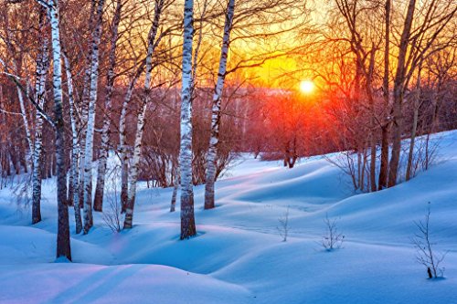 Laminated Snowy Birch Tree Forest Colorful Winter Sunset Photo Poster Dry Erase Wall Art 24x16
