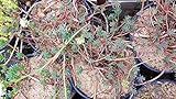 Portal Cool Sedum Rure Orpin des Rochers