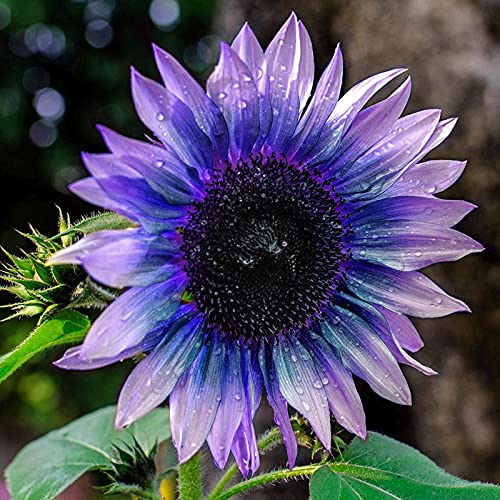 KOqwez33 Flower Garden Decoration 100Pcs/Bag Sunflower Seeds Easy to Grow Blooming Plants Purple Rare Exotic Flower Seeds for Home Yard - Sunflower Seeds