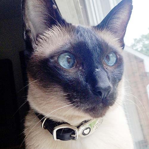 Luckypet Bone Jewelry Collar Tag For Dogs And Cats, Custom Engraved, Durable, Quiet And Chew Proof, Attaches Flat To Any Collar, Large-Blue-Bone #TOP5