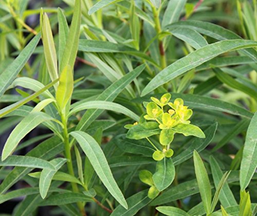 WASSERPFLANZEN WOLFF - Euphorbia palustris - winterhart - Sumpfwolfsmilch, gelb - QUALITÄTSSTAUDE durchwurzelt im 9x9cm Topf – heimisch - winterhart