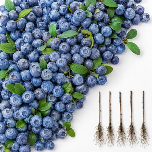5 Blueray Blueberry Tree Seedlings Live Plant – Fruit Bearing Blueberry Bush Starter in Box – Healthy Rooted Sapling for Outdoor Garden, Patio or Container Growing (5 Plants)