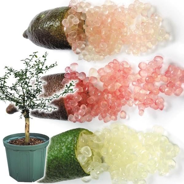 Amazon.co.jp: 果樹苗 カンキツ 実付き(2～3個)フィンガーライム 1鉢