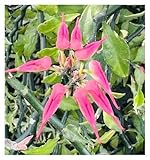 Dezicakes SIX Outdoor Live Organic Zigzag Plant Cuttings- Grows to Large Size Bush Outdoor Plant- Young Small Plant Cuttings 4-5 inches