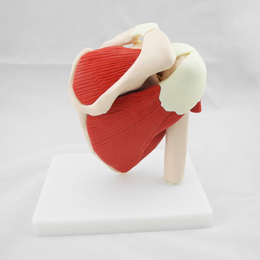 Shoulder Joint with Ligaments And Muscles Anatomical Model, 1: 1 Clavicle Humerus Scapula Shoulder Structure Model