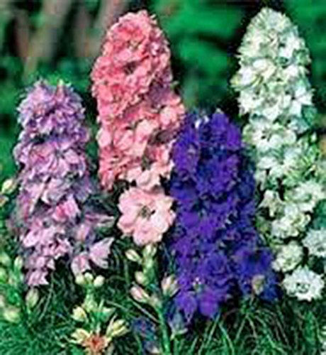 Larkspur, Giant Imperial 100+ Seeds Newly Harvested, A Great Cut Flower #TOP25