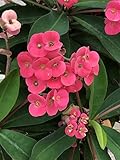Seeds Package: milii Crown of Thorns, 3" Seed, 5" in Stalk Length
