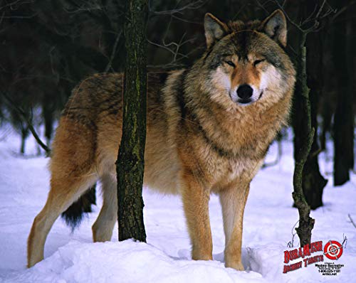Duramesh Archery Targets Wolf, DM223