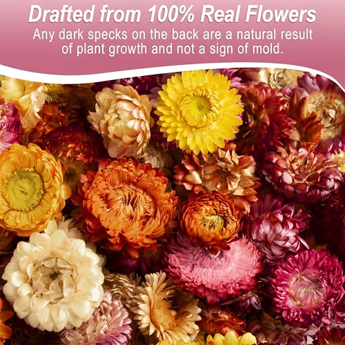 Flores Secas Comestibles Mezcladas Color Helichrysum Strawflower miniatura 2