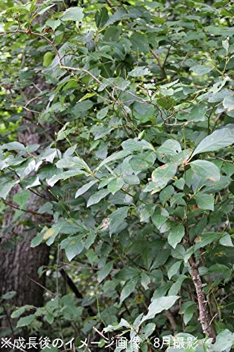 山採りクロモジ苗木 和ハーブ 香り◎ 約140cm 2 山採りクロモジ苗木 和ハーブ 香り◎ 約140cm 2 クロモジ苗の