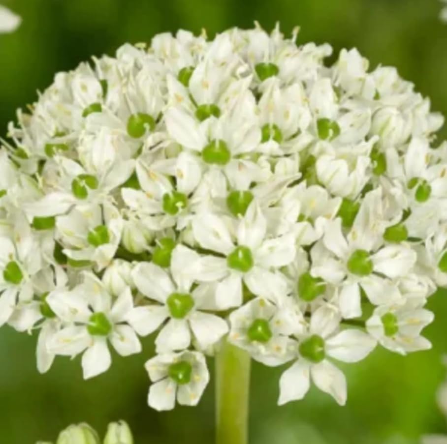 1 Pack of 400 SEEEDS Centranthus Ruber White Valerian