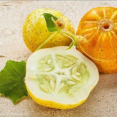 100 Pièces Graine De Concombre Nouvelle Variété Légumes Frais Citron Concombre Peau D'orange Arôme Frais Semis Récolte D'automne Chaque Année Jardinage Extérieur Plantation