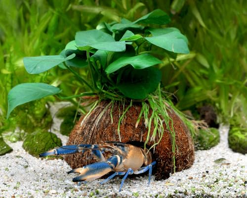 NatureHolic Aquarium Pflanzen Deko Höhle - Kokosnuss mit Anubias...