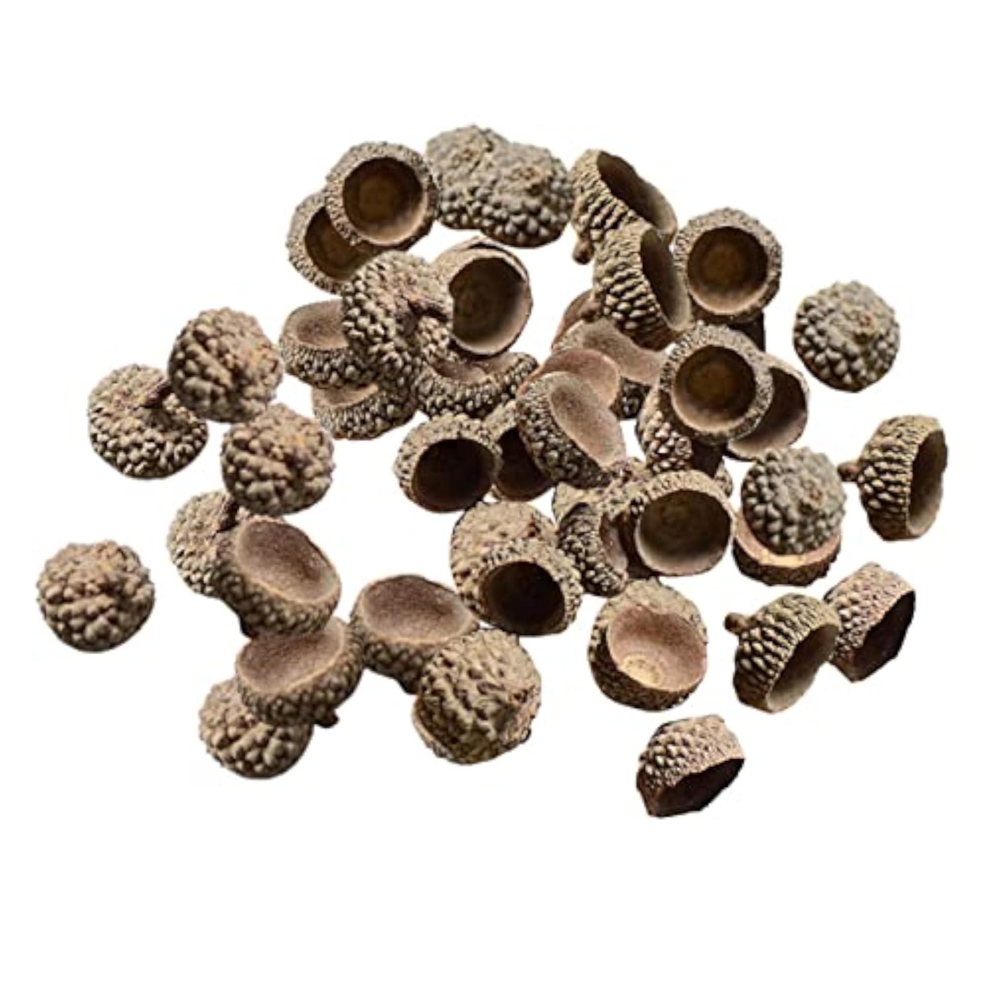 Real Acorns Caps for DIY Christmas Crafts