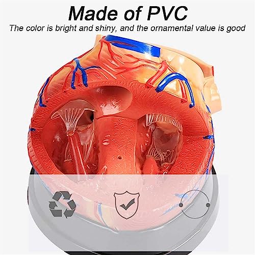 Modèle d'étude cardiaque de haute précision à texture claire - 8
