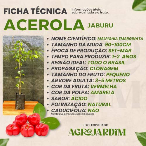 Muda Frutífera de Acerola Jaburu (Clonada)