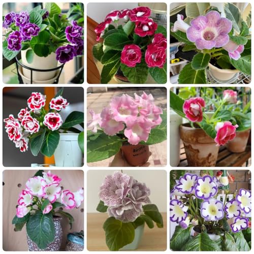 Semi di Gloxinia, semi di copertura del terreno resistenti Sinningia speciosa, Le perenni sono biologici 100pcs
