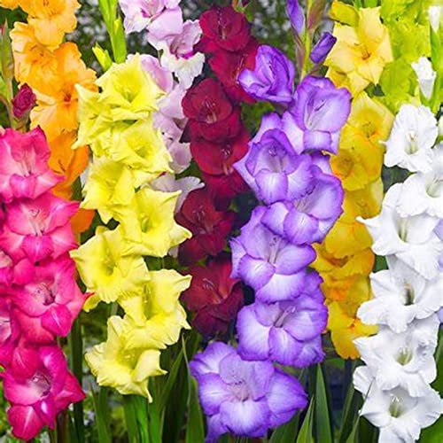 Garden, Blumenzwiebel Mix, Mysteriöse magische Glühbirne, Winterhart pflanzen, 2025 Winterhart zwiebeln, Mehrjährige Blumenzwiebel-8 Gladiolen Zwiebeln-J