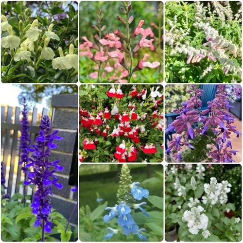 Semillas de salvia - Decoración de jardín para exteriores Salvia japonica - semillas de silvestres perennes 600pcs