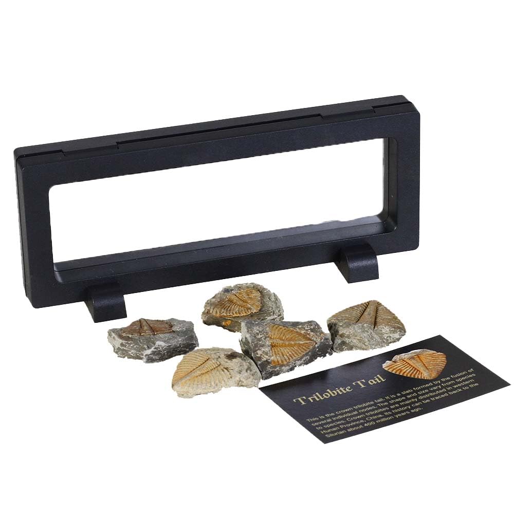 4 Pcs Real Trilobite Tail Fossil kit with Display Stand Come Form 400 Million Years Ago Real Fossils Paleontology Gifts for Men Women