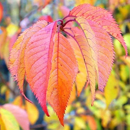 Prunus Subhirtella Autumnalis Winter Cherry Ornamental Fruit Tree 5 6ft Amazon Co Uk Garden Outdoors