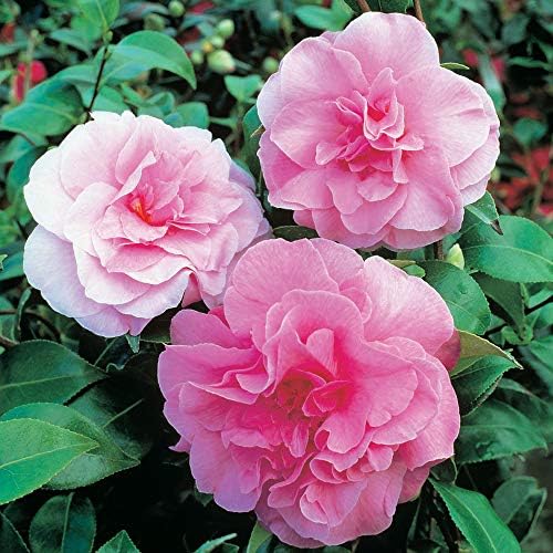 Camellia Tricolour Outdoor Plants Low Maintenance Hardy Evergreen Garden Shrub Pink, Red and White Blooms, Multicoloured, Gardening Gifts 1 x Camellia Tricolour in 15cm Pot by Thompson and Morgan